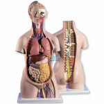 Premium Torso 18-piece